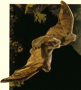 Stuffed Plush Bats from Stuffed Ark
