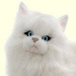 Stuffed Plush White Cat from Stuffed Ark