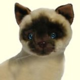 Stuffed Plush Siamese Cat from Stuffed Ark