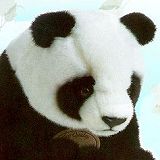 Stuffed Plush Pandas from Stuffed Ark